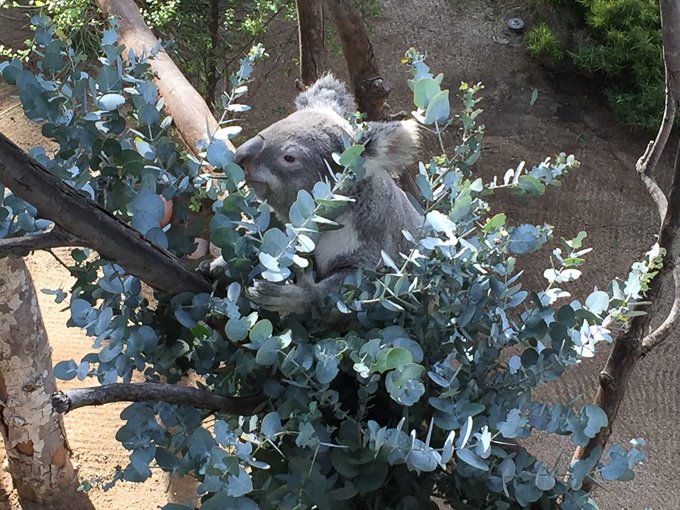 This cuddly koala was my favorite animal at the zoo - I could have watched him eat eucalyptus leaves all day!