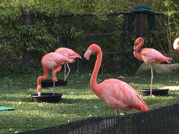 Fabulous flamingos!