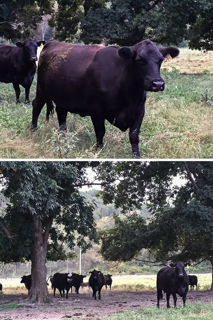 Pasture to Plate Beef Tour