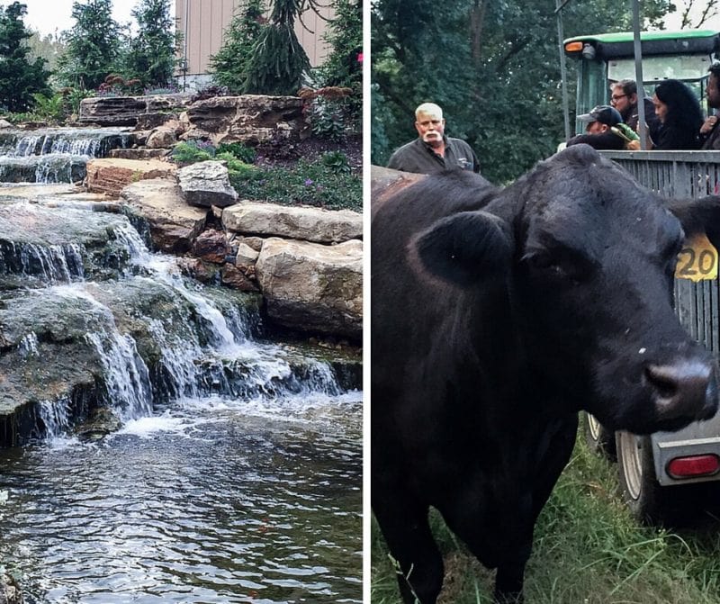 Pasture to Plate Beef Tour