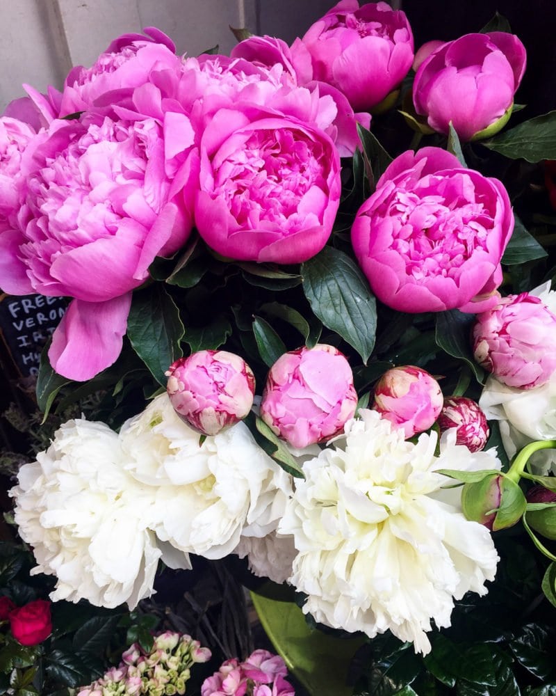 Peonies in Paris!