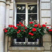 Flower-filled window boxes