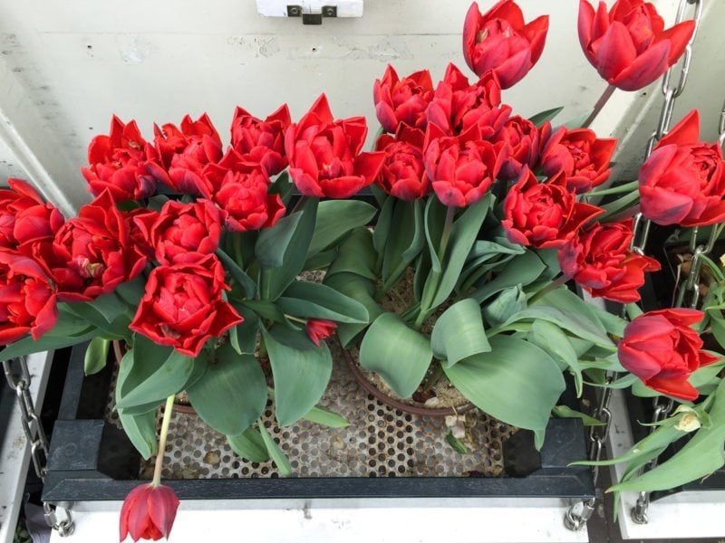 Lovely tulips in a window box in Amsterdam