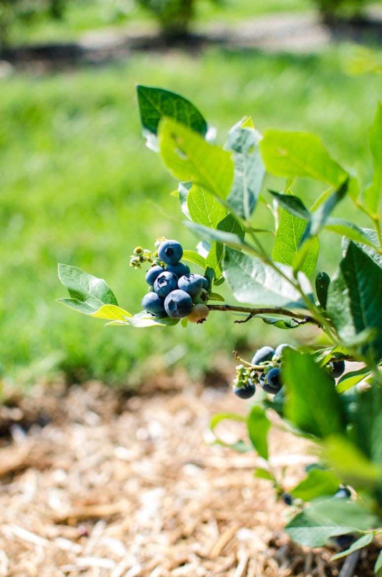 A close up shot of a fresh blueberry cluster growing on a blueberry plant. 