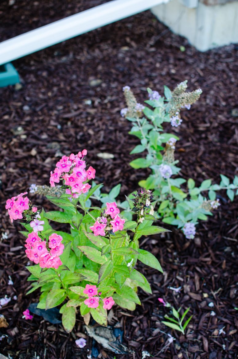 Learn how to keep track of what's in your garden and yard in this DIY tutorial for a home garden journal.