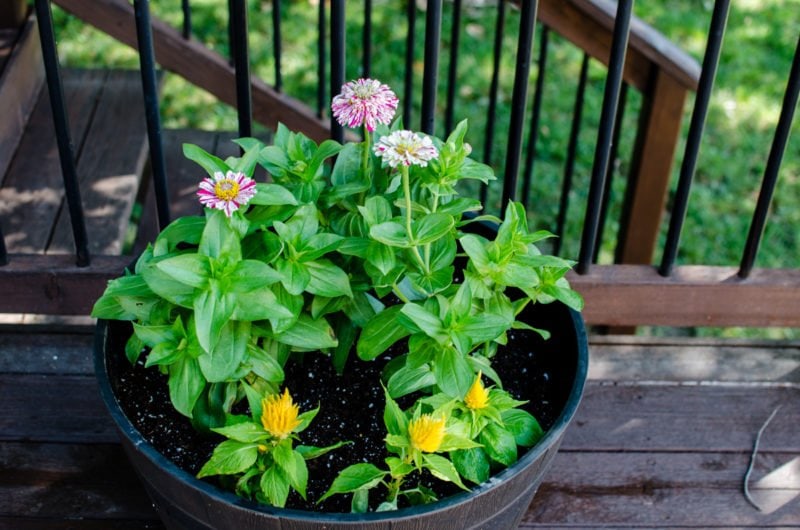 Learn how to keep track of what's in your garden and yard in this DIY tutorial for a home garden journal.