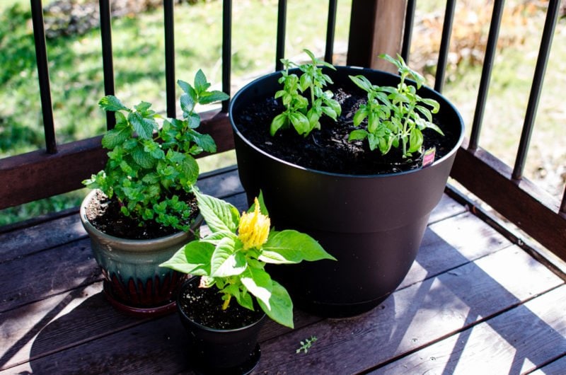 Learn how to keep track of what's in your garden and yard in this DIY tutorial for a home garden journal.