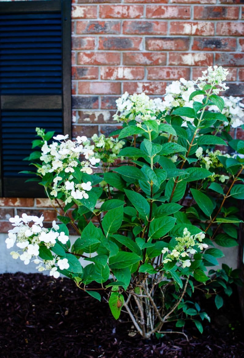 Learn how to keep track of what's in your garden and yard in this DIY tutorial for a garden journal.