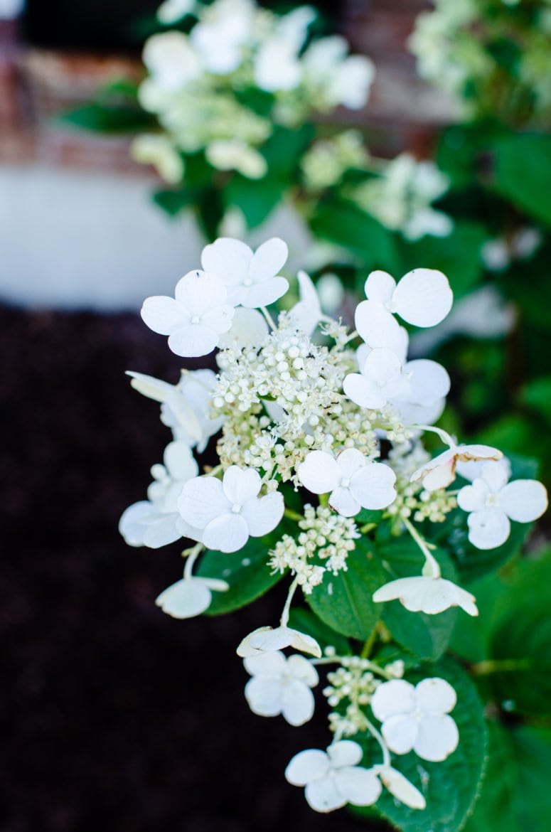 Learn how to keep track of what's in your garden and yard in this DIY tutorial for a garden journal.