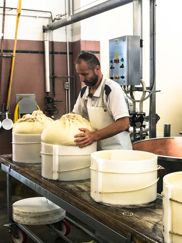 A man molding rounds of Parmesan cheese in a cheese factory in Italy. 