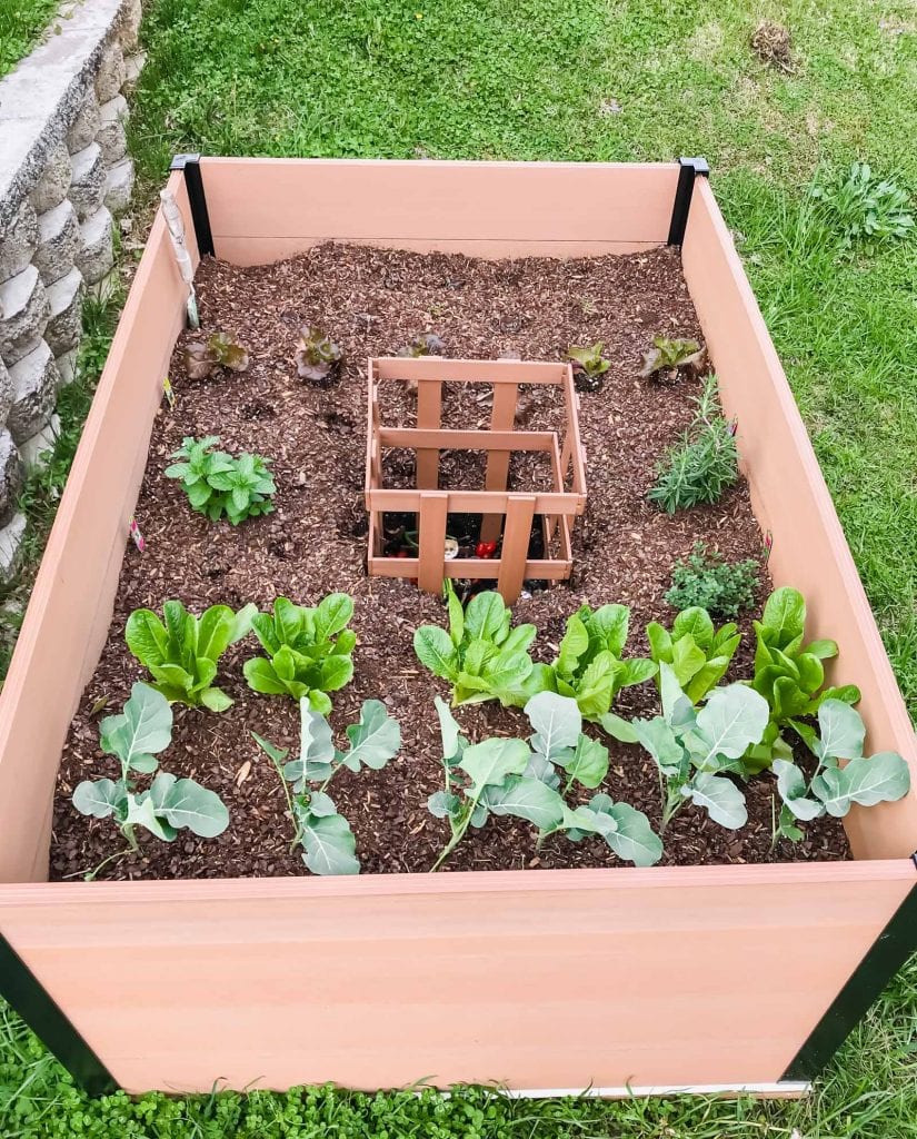 This guide to gardening for beginners features an easy-to-build raised garden bed from Costco! No tools are required to put the bed together and there is a compartment for making your own compost! #ad #sweetcayenne