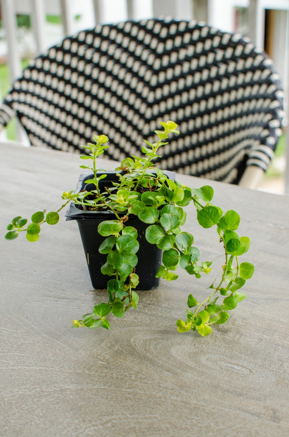 A shot of a transplant of creeping jenny vine in a black container.
