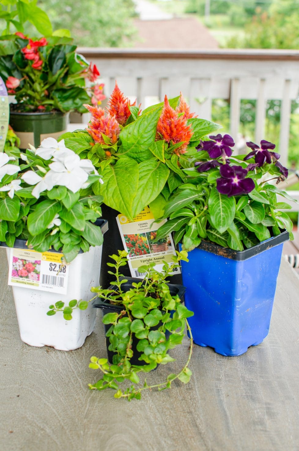 Flower containers with white and purple vinca, coral celosia, and creeping jenny.