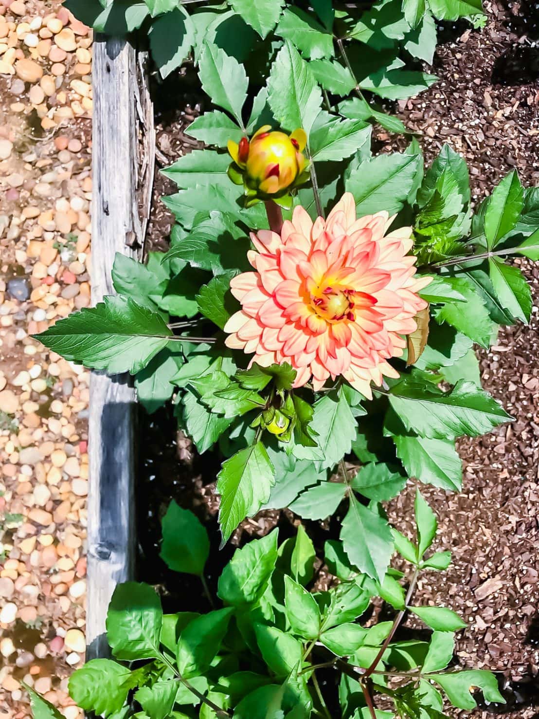 An overhead shot of a coral and yellow Dahlia flower plant growing in a raised garden bed. 