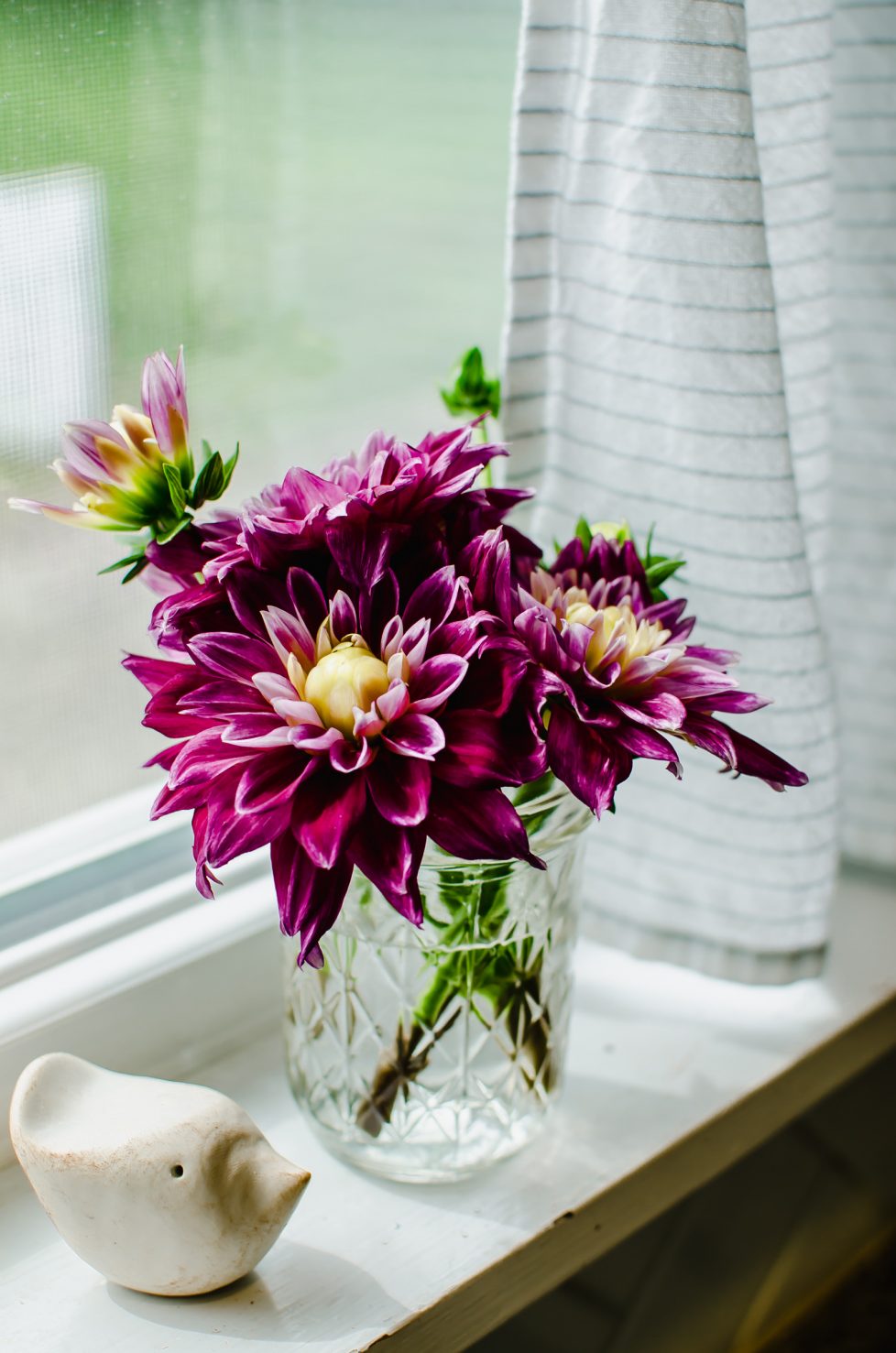 A photo of fuchsia dahlia flowers in a mason jar vase sitting on a window sill. 